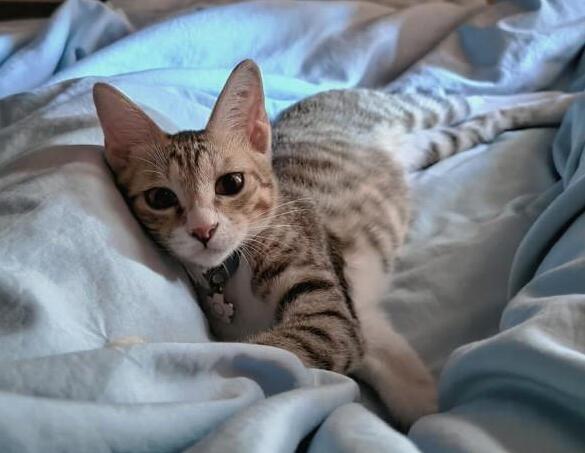 奴才睡醒找不到啊猫快急疯 下秒竟隐隐约约听到安全帽传呼噜声！(图2)