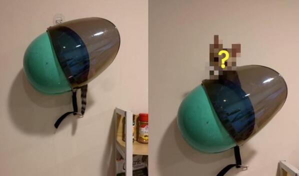 奴才睡醒找不到啊猫快急疯 下秒竟隐隐约约听到安全帽传呼噜声！(图1)