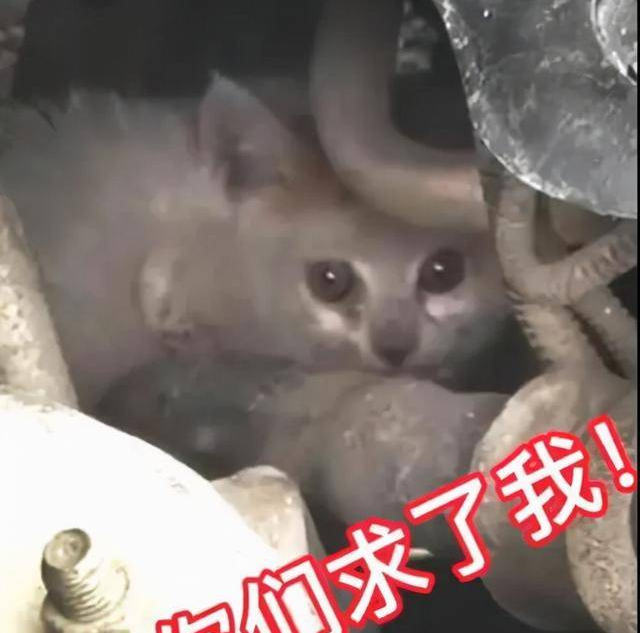 暖心！小猫逃进车底盘 沈阳众多居民接力救猫崽(图1)
