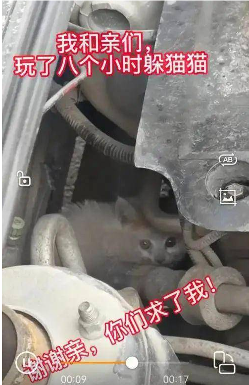 暖心！小猫逃进车底盘 沈阳众多居民接力救猫崽(图2)