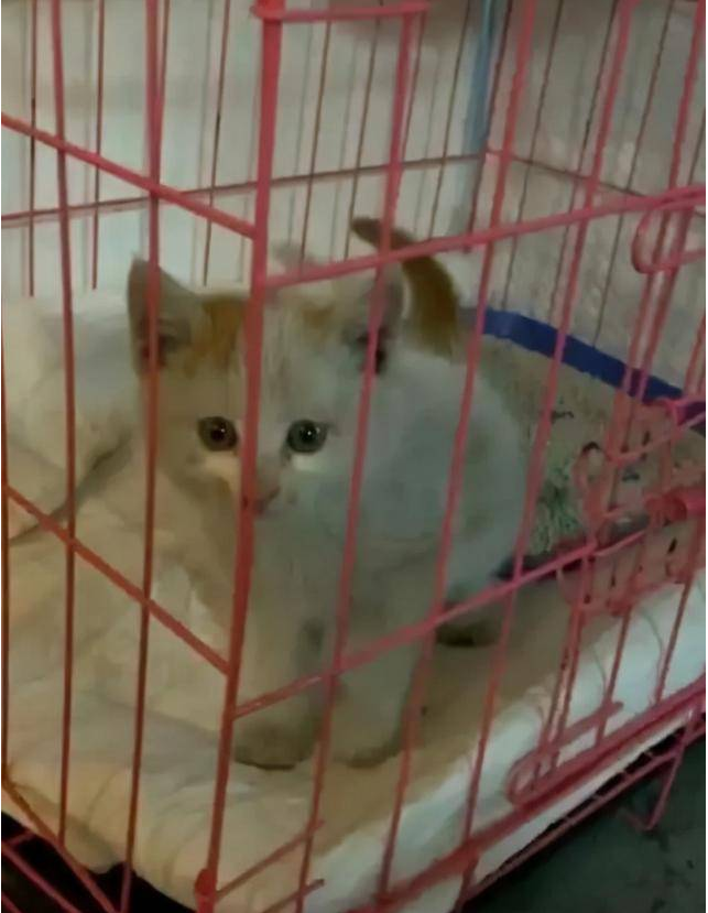 暖心！小猫逃进车底盘 沈阳众多居民接力救猫崽(图3)
