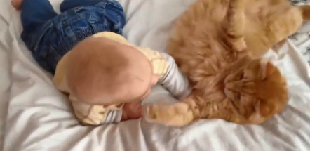 这么大小就结束吸猫了慢慢长大估计是那妥的猫奴(图1)