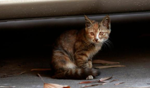 三个月的小奶猫 蜷在路边一人懒得搭理 被救时体重还将近1斤(图2)