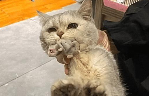 猫咪做绝育在宠物店 店主忽然打个电话索赔 看到照片后 慌忙转账支付！(图1)