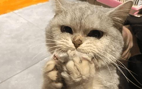 猫咪做绝育在宠物店 店主忽然打个电话索赔 看到照片后 慌忙转账支付！(图2)