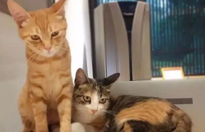 重病橘猫硬是离开 只为照看同伴的骨灰盒(图1)