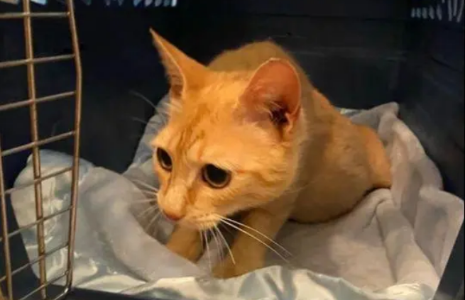 重病橘猫硬是离开 只为照看同伴的骨灰盒(图2)