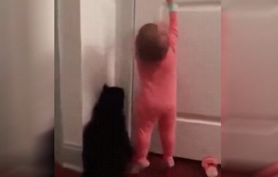 太矮了构过了门栓猫咪完成帮小主人打开门(图1)