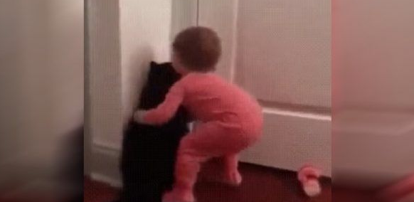 太矮了构过了门栓猫咪完成帮小主人打开门(图2)