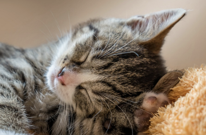 掉毛竟成狠心遗弃猫咪一大主因？这题总之很好解……(图4)