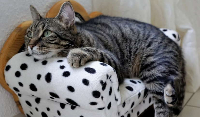 掉毛竟成狠心遗弃猫咪一大主因？这题总之很好解……(图3)