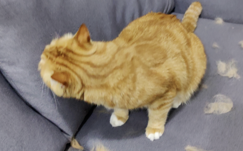 掉毛竟成狠心遗弃猫咪一大主因？这题总之很好解……(图5)