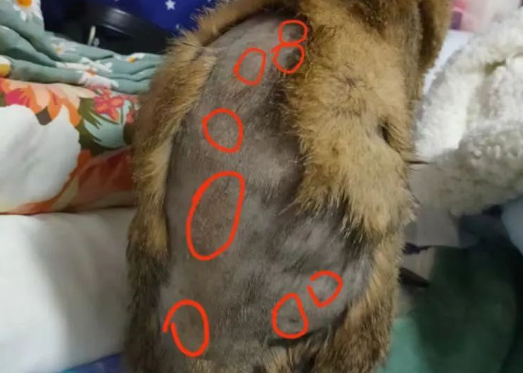 掉毛竟成狠心遗弃猫咪一大主因？这题总之很好解……(图6)