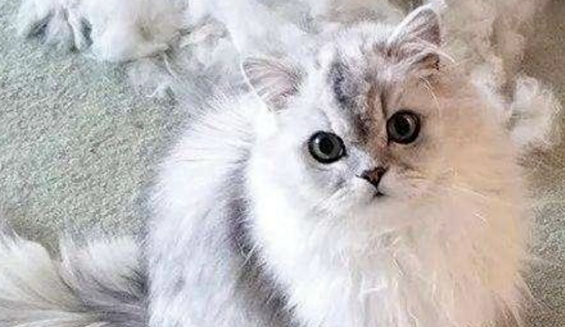 掉毛竟成狠心遗弃猫咪一大主因？这题总之很好解……(图7)