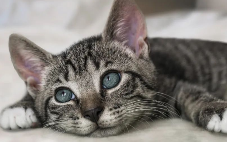 掉毛竟成狠心遗弃猫咪一大主因？这题总之很好解……(图8)