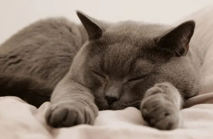 掉毛竟成狠心遗弃猫咪一大主因？这题总之很好解……(图9)