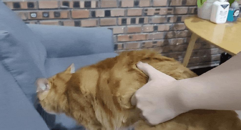 掉毛竟成狠心遗弃猫咪一大主因？这题总之很好解……(图14)