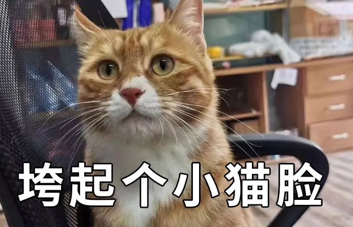 掉毛竟成狠心遗弃猫咪一大主因？这题总之很好解……(图30)