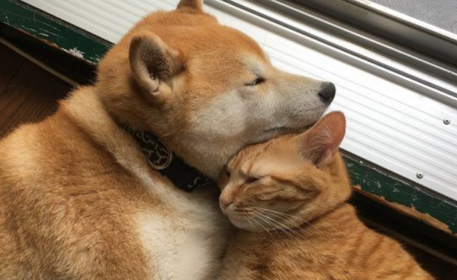 超治愈系猫咪带狗哥哥走出失友之痛(图1)