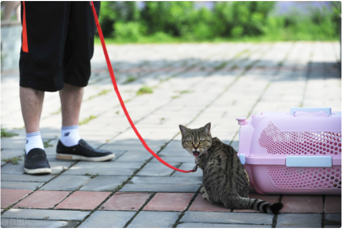 网友:第二次带猫遛弯 想不到却让它殒命(图2)