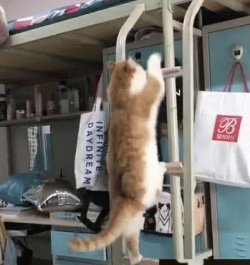 女生宿舍悄悄的养猫 被去举报后宿管阿姨都想笑：这是喂的猪饲料吧？(图1)