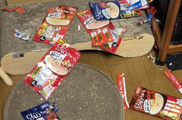 主人外出过夜后回家!发现到猫咪竟会自己开肉泥趴(图1)