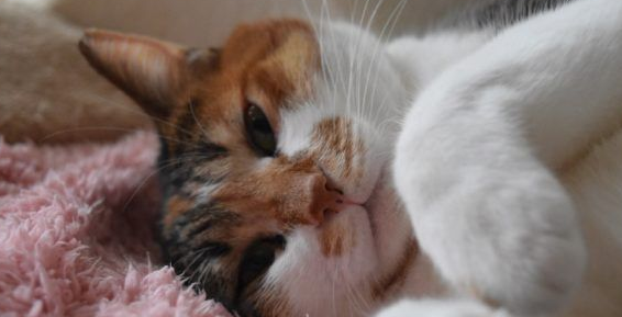 主人外出过夜后回家!发现到猫咪竟会自己开肉泥趴(图3)