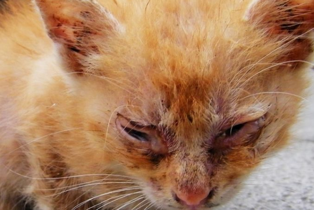 女租客忽然离开了 房东更是直呼恐怖房内被遗弃的十余只宠物猫 垃圾遍地(图1)