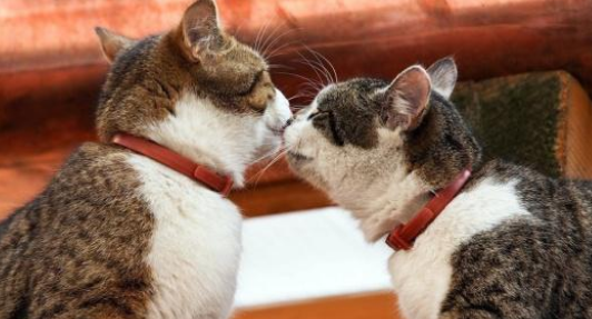 公猫默默守候母猫一年之久 换来竟只是备胎 主人不禁气愤(图1)