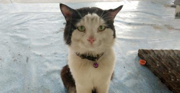 公猫默默守候母猫一年之久 换来竟只是备胎 主人不禁气愤(图3)