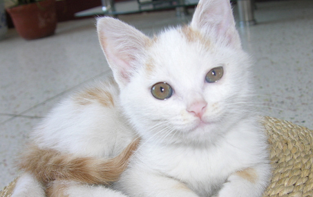 “镶金嵌玉猫”买回家去就生病买主退款不成竟砸宠物店(图1)