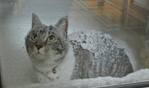 猫咪每天晚上冒大雪找朋友 竟只不过是就是为了生气吵架(图1)