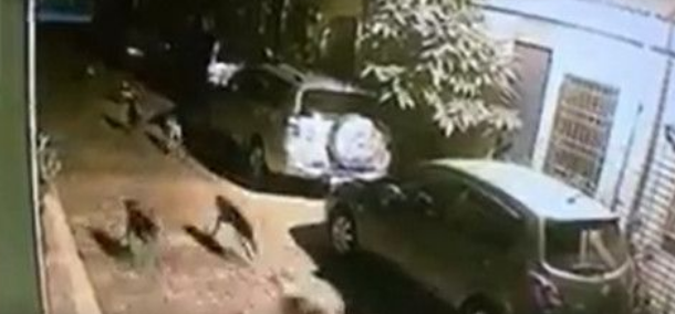 身经百战狗狗猎鹿猫咪2落单街猫遭撕咬狂甩(图1)