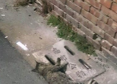 身经百战狗狗猎鹿猫咪2落单街猫遭撕咬狂甩(图2)