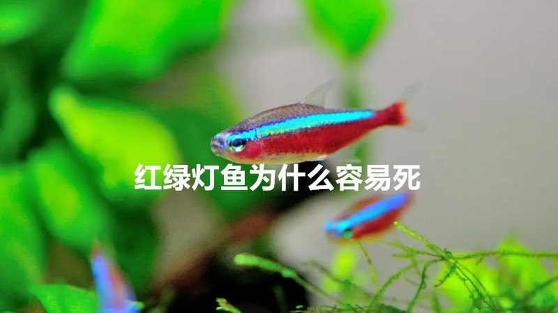 红绿灯鱼我想知道为什么很容易死(图1)