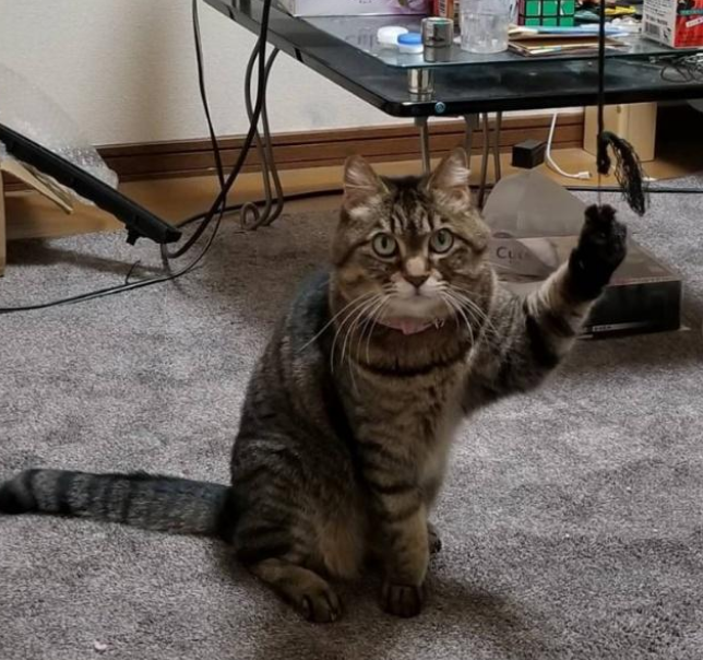 女子家中少有人电灯忽的亮起 开门后好气又好笑 罪魁祸竟然一只猫(图1)