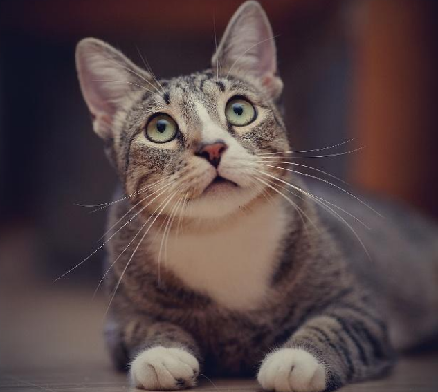 女子家中少有人电灯忽的亮起 开门后好气又好笑 罪魁祸竟然一只猫(图2)