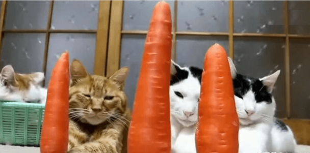 主人：谁的萝卜结果倒过去 今晚加鸡腿！猫咪：好勒 咱来比划比划(图1)