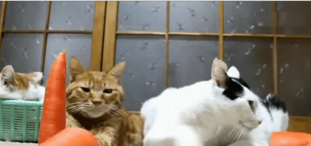 主人：谁的萝卜结果倒过去 今晚加鸡腿！猫咪：好勒 咱来比划比划(图2)