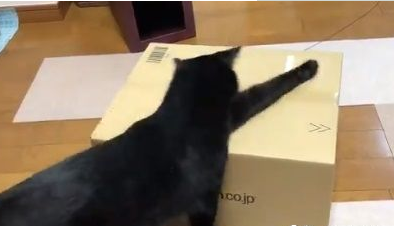 黑猫根本无法打开纸箱在里面玩意外被发现是左撇子!(图2)