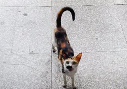小猫躺在便利店门口 看着路人：能给我一口吃的吗？(图1)
