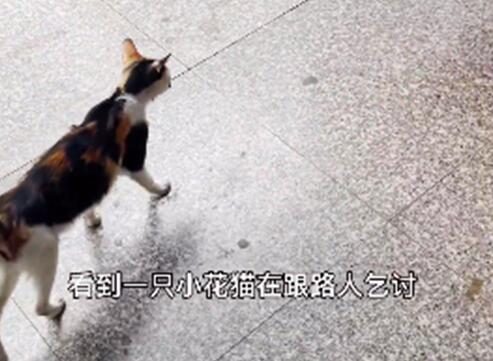 小猫躺在便利店门口 看着路人：能给我一口吃的吗？(图2)