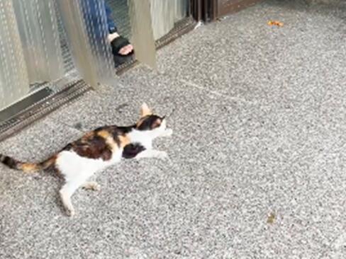 小猫躺在便利店门口 看着路人：能给我一口吃的吗？(图3)