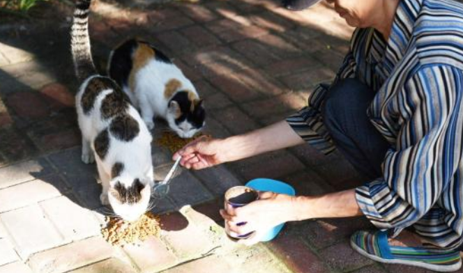 流浪猫被塑料袋包裹 丢进垃圾箱 关键时刻它咬到袋子自救吧!(图1)