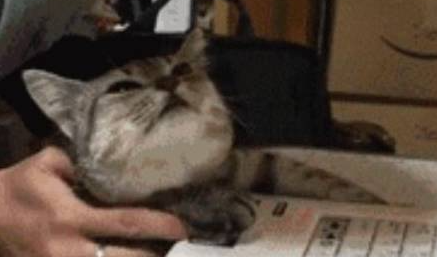 猫咪抠坏键盘 小主人赶回案发现场已站立不稳拯救 小猫咪委屈到哭(图3)