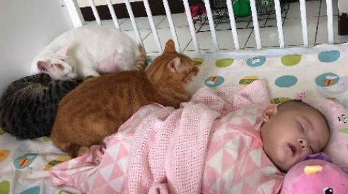 猫主子们身边陪伴小主人睡觉网友直呼画面好疗愈心灵！(图1)