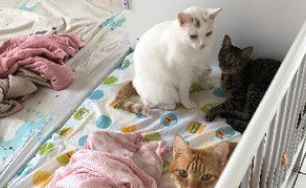 猫主子们身边陪伴小主人睡觉网友直呼画面好疗愈心灵！(图3)