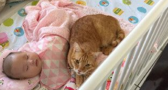 猫主子们身边陪伴小主人睡觉网友直呼画面好疗愈心灵！(图2)