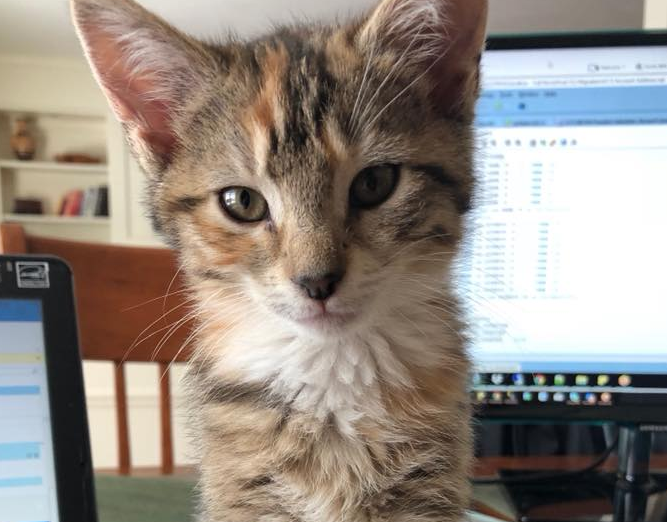 竟然会有这样的人！妇女在马萨诸塞州收留中心盗得小猫(图2)