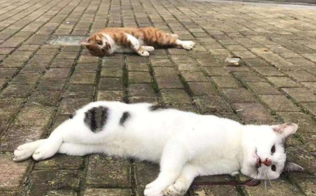 5只猫被主人跌死已然谣言!事情真相让人痛心(图3)